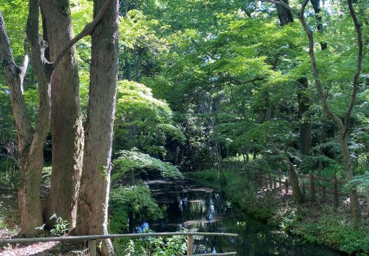 「糺の森」の保全と文化遺産の継承への支援の画像| 株式会社テクノアソシエ